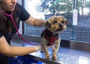 Medicina interna general