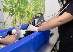 Exámenes de laboratorio e imagenología