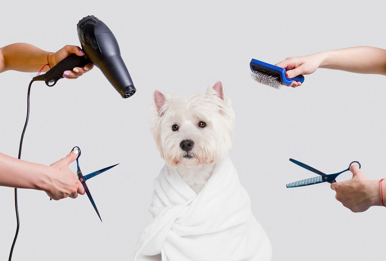 Peluquería & Spa de mascotas