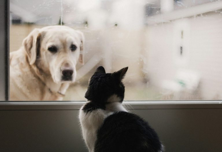 🕊️ Un mensaje para los tutores